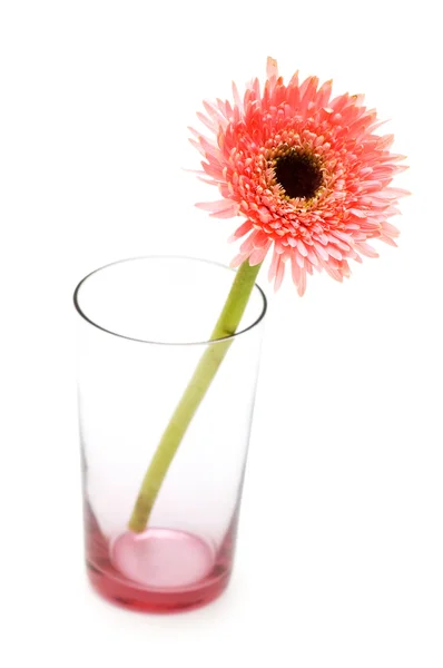 Gerber daisy in glass isolated on the white background — Stock Photo, Image