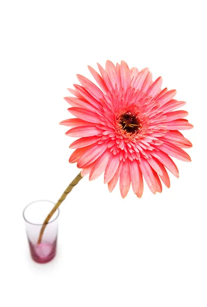 Gerber daisy isolated on the white background — Stock Photo, Image