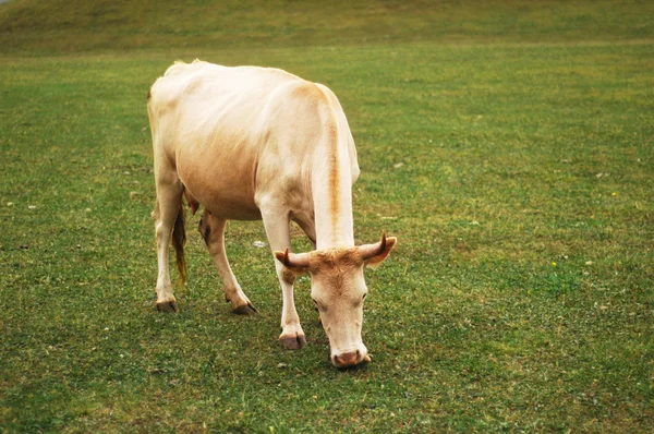 Корова випасує на зеленому лузі влітку — стокове фото