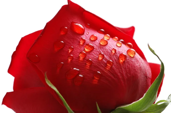 Rode roos met waterdruppels geïsoleerd op wit — Stockfoto