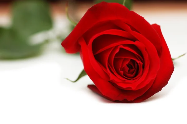 Rosa roja aislada sobre el fondo blanco —  Fotos de Stock