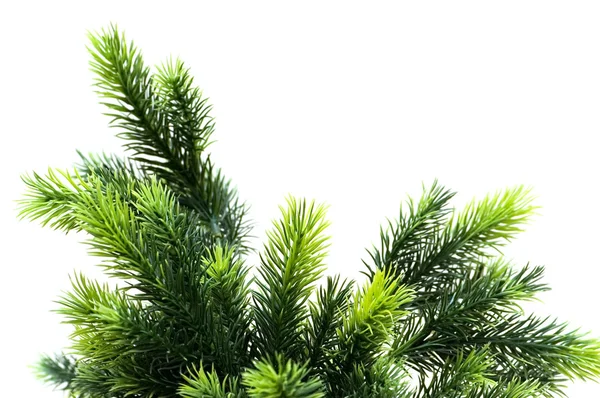 白で隔離される fir 木永遠なれのクローズ アップ — ストック写真