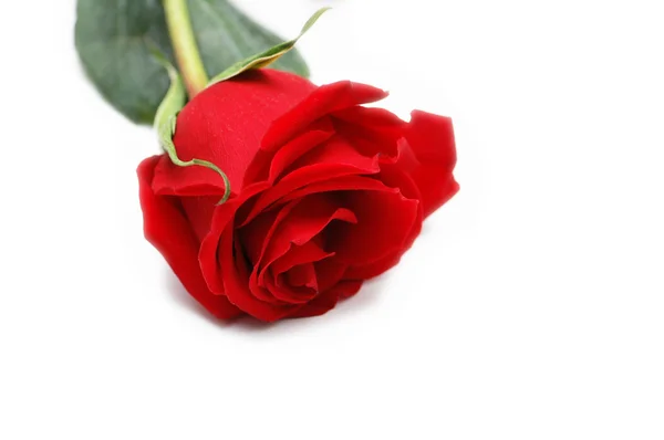 Červená růže izolovaná na bílém pozadí — Stock fotografie
