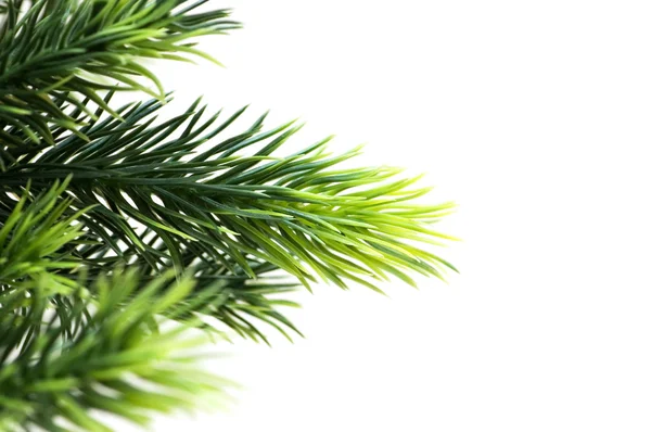Close up van fir tree brach geïsoleerd op wit — Stockfoto