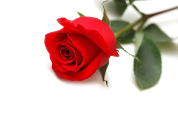 Rosa rossa isolata sullo sfondo bianco — Foto Stock