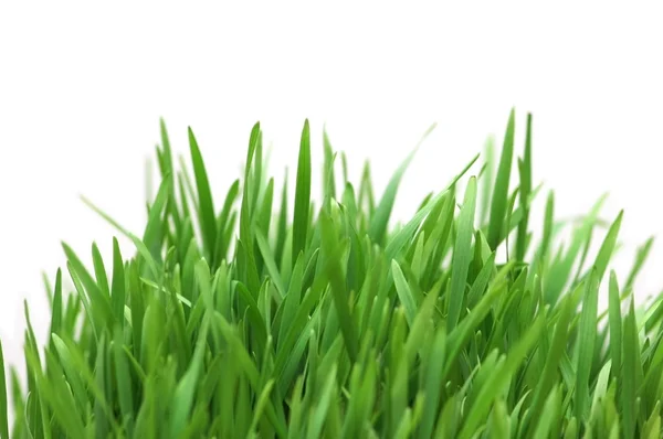 Groen gras geïsoleerd op de witte achtergrond — Stockfoto