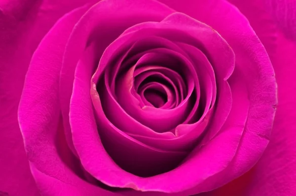 Close-up de rosa - profundidade de campo rasa — Fotografia de Stock