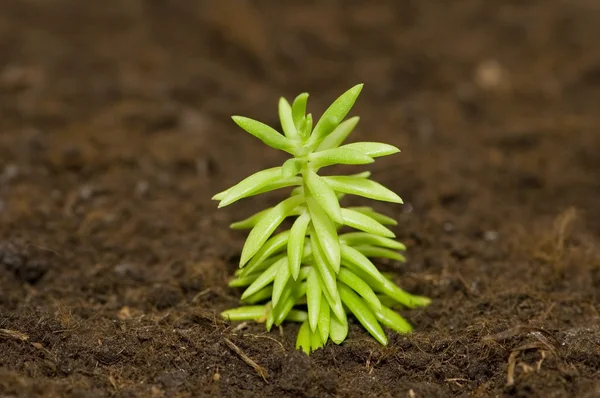 Nuevo concepto de vida - plántulas que crecen en el suelo — Foto de Stock