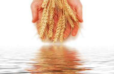 Hands holding wheat ears isolated on white clipart