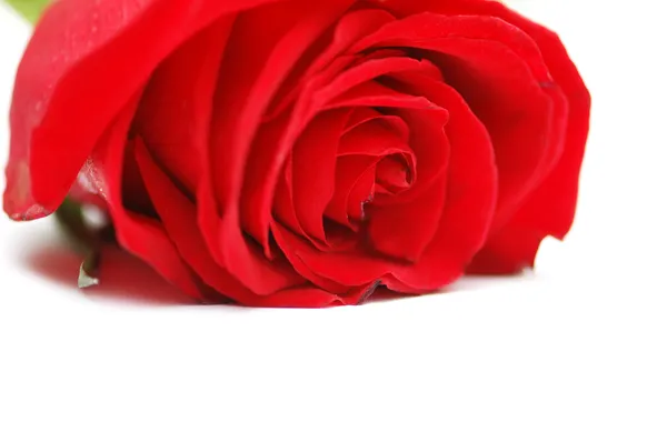 Piros rózsa elszigetelt fehér háttér — Stock Fotó