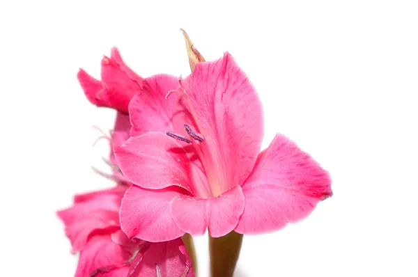 Red gladiolus isolated on the white background — Stock Photo, Image