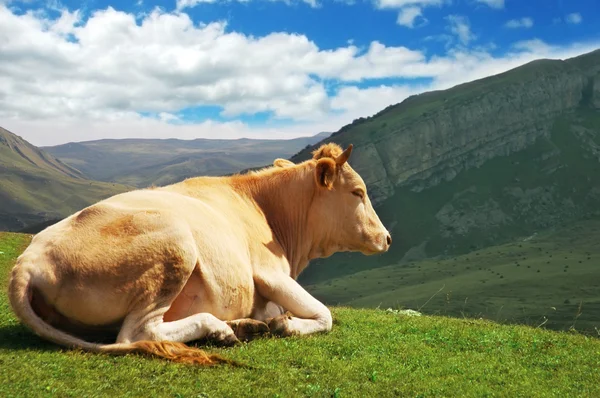 Cow on top of the hill in summer — Stock Photo, Image