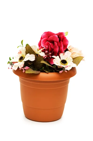 stock image Various flowers in the pot isolated on white