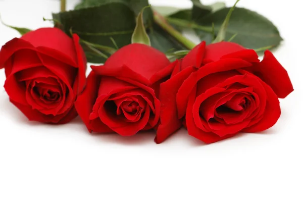 Tres rosas rojas aisladas en el blanco — Foto de Stock
