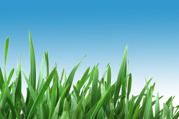 Zöld fű, elszigetelt fehér background — Stock Fotó