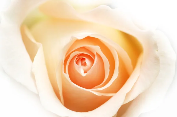 Pink rose isolated on the white background — Stock Photo, Image