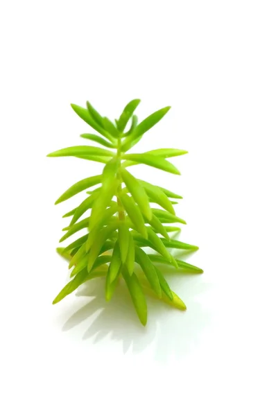 Green seedling isolated on the white background — Stock Photo, Image