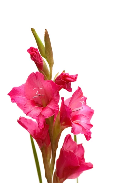 Red gladiolus isolated on the white background — Stock Photo, Image