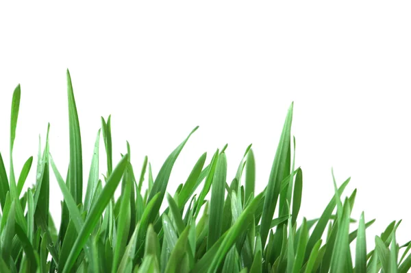 白い背景で隔離の緑の草 — ストック写真