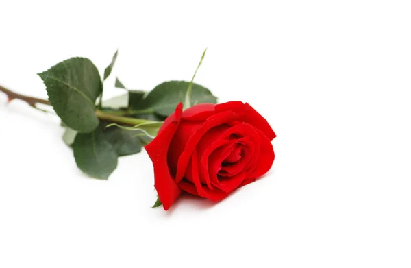Κόκκινο τριαντάφυλλο απομονωμένο στο λευκό φόντο — Φωτογραφία Αρχείου