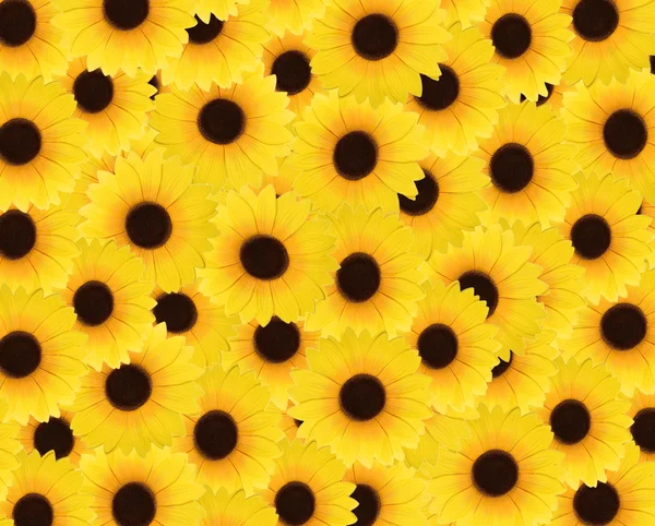 Background with lots of sunflowers — Stock Photo, Image