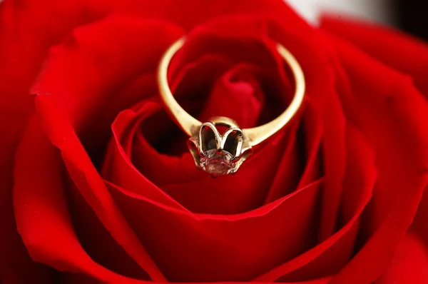 Pierścionek złoty z diamentów na czerwona róża — Zdjęcie stockowe