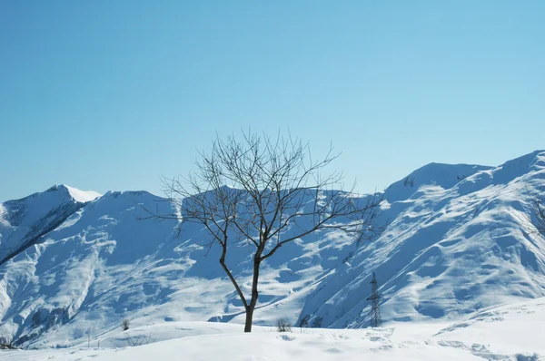 Árvore e montanhas no dia de inverno — Fotografia de Stock