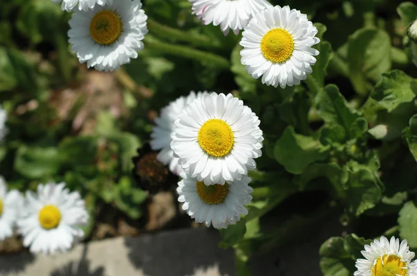 Field daisies on a bright summer day — Stock Photo, Image