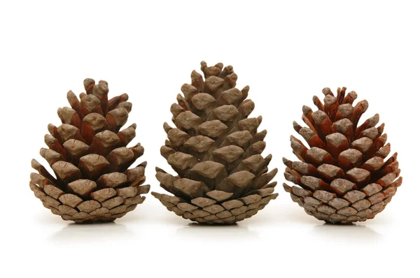 Tres conos de pino aislados sobre fondo blanco — Foto de Stock