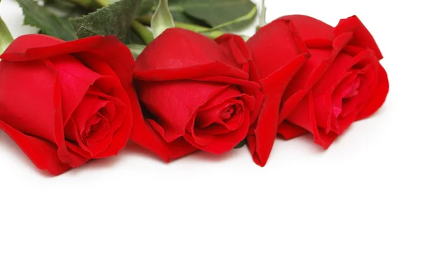 Três rosas isoladas no fundo branco — Fotografia de Stock