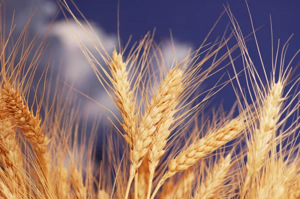 青い曇り空を背景の小麦の穂 — ストック写真