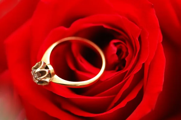 Золотое кольцо с бриллиантом на красной розе — стоковое фото