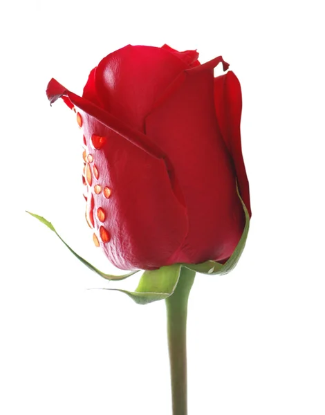 Červená růže izolovaná na bílém pozadí — Stock fotografie