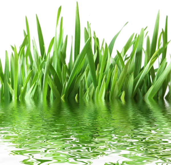 Grönt gräs isolerat på den vita bakgrunden — Stockfoto