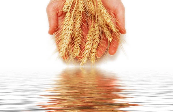 Mani che tengono le spighe di grano isolate su bianco — Foto Stock