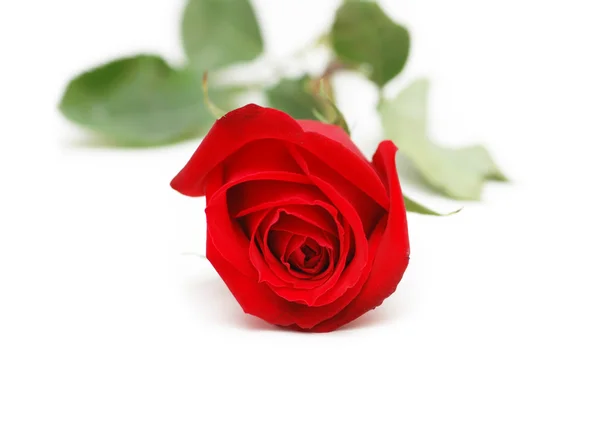 Rosa roja aislada sobre el fondo blanco —  Fotos de Stock