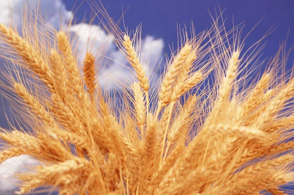 Weizenähren gegen den blauen bewölkten Himmel — Stockfoto