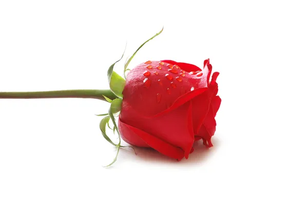 红玫瑰与水滴的近距离接触 — 图库照片