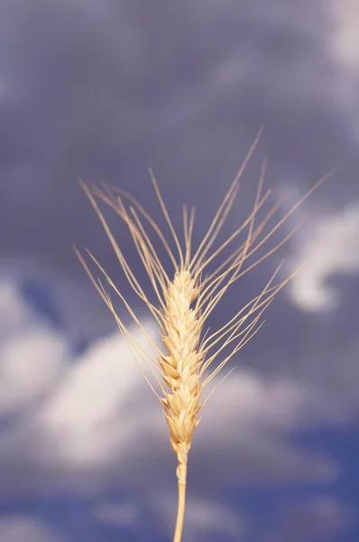 Oreja de trigo contra el cielo azul nublado — Foto de Stock