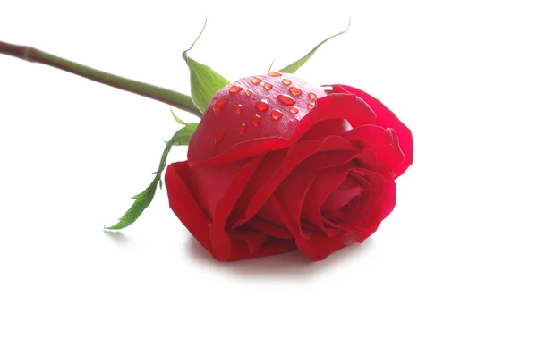 Rosa rossa isolata sullo sfondo bianco — Foto Stock