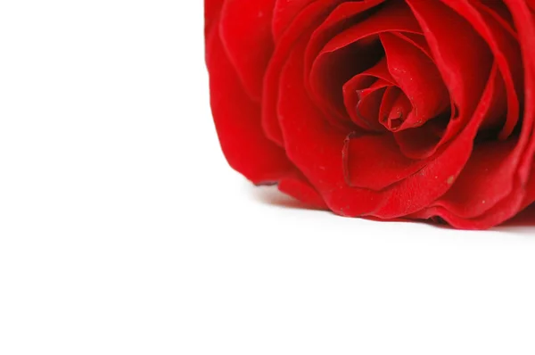 白い背景に赤いバラが孤立していた — ストック写真