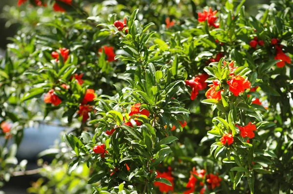 Pomegranate tree on a bright summer day — Stock Photo, Image