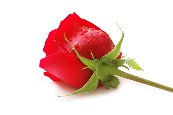 Rød rose isoleret på den hvide baggrund - Stock-foto