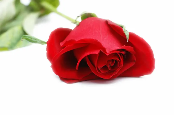 Rosa roja aislada sobre el fondo blanco — Foto de Stock