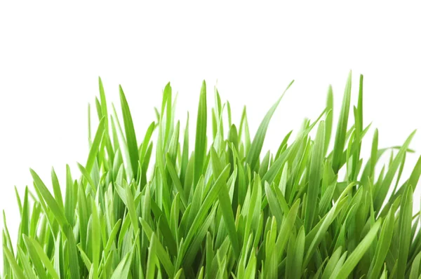흰색 배경에 고립 된 녹색 잔디 — 스톡 사진