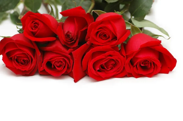 Banda rudých růží, izolované na bílém — Stock fotografie