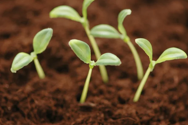 New life concept - seedlings growing in the soil — Stock Photo, Image