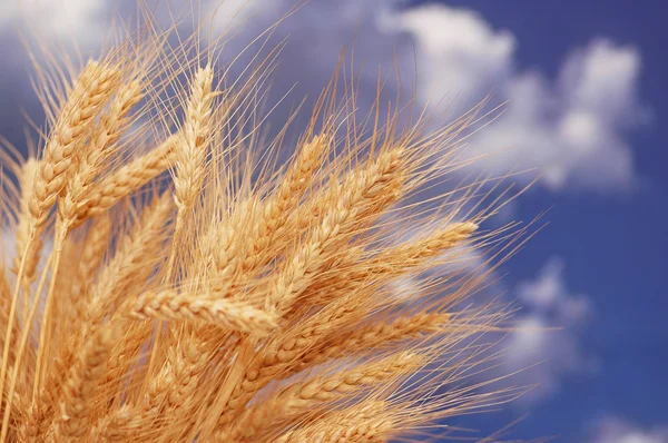 Пшеничные уши против голубого облачного неба — стоковое фото