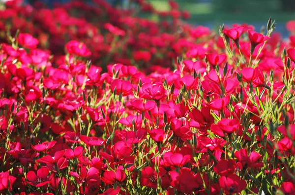Red flowers with shallow depth of field — Stock Photo, Image