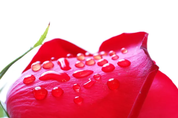 Detail růží s kapkami Rosy — Stock fotografie